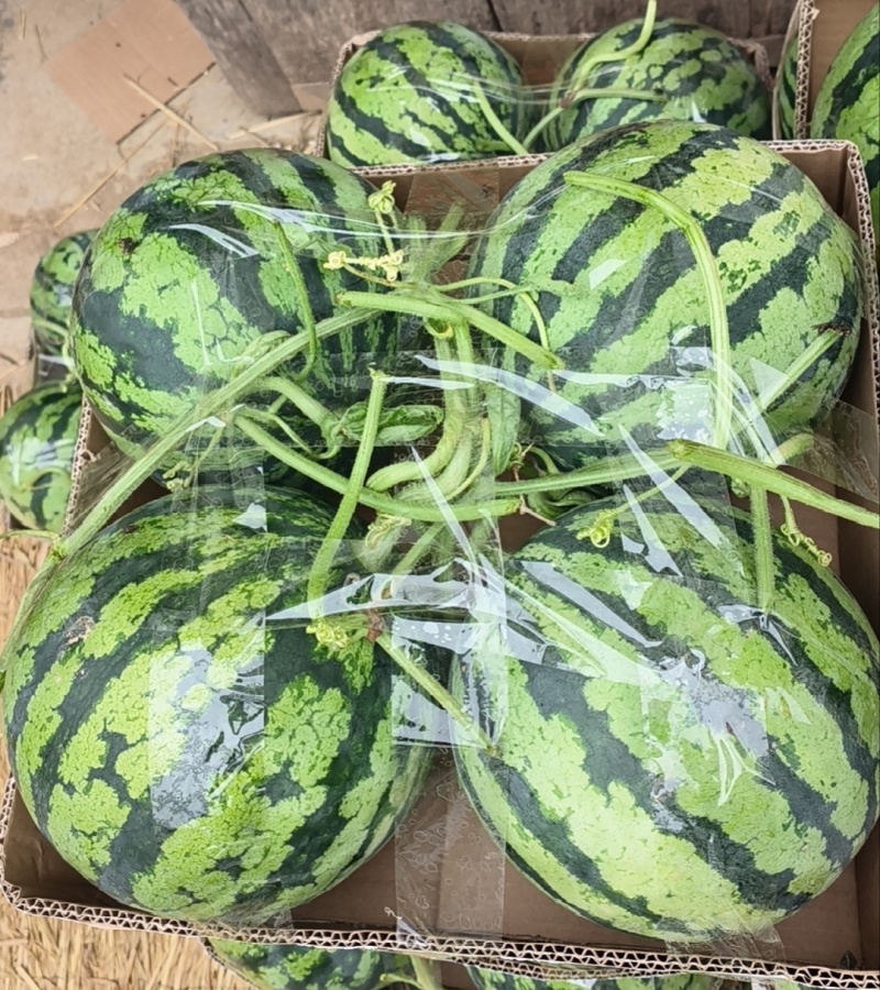 【推荐】周口美都西瓜甜瓜，味美多汁口感好，量大从优。