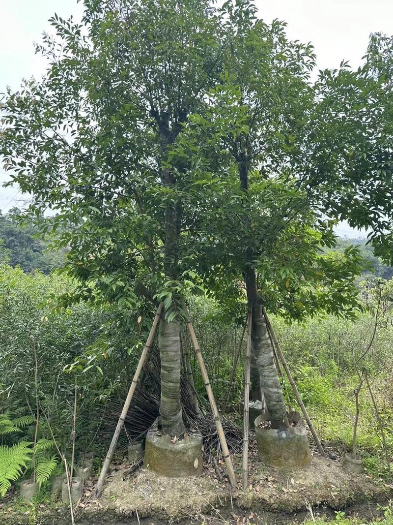 阴香/天竺桂15～20公分基地直销规格齐全欢迎来电