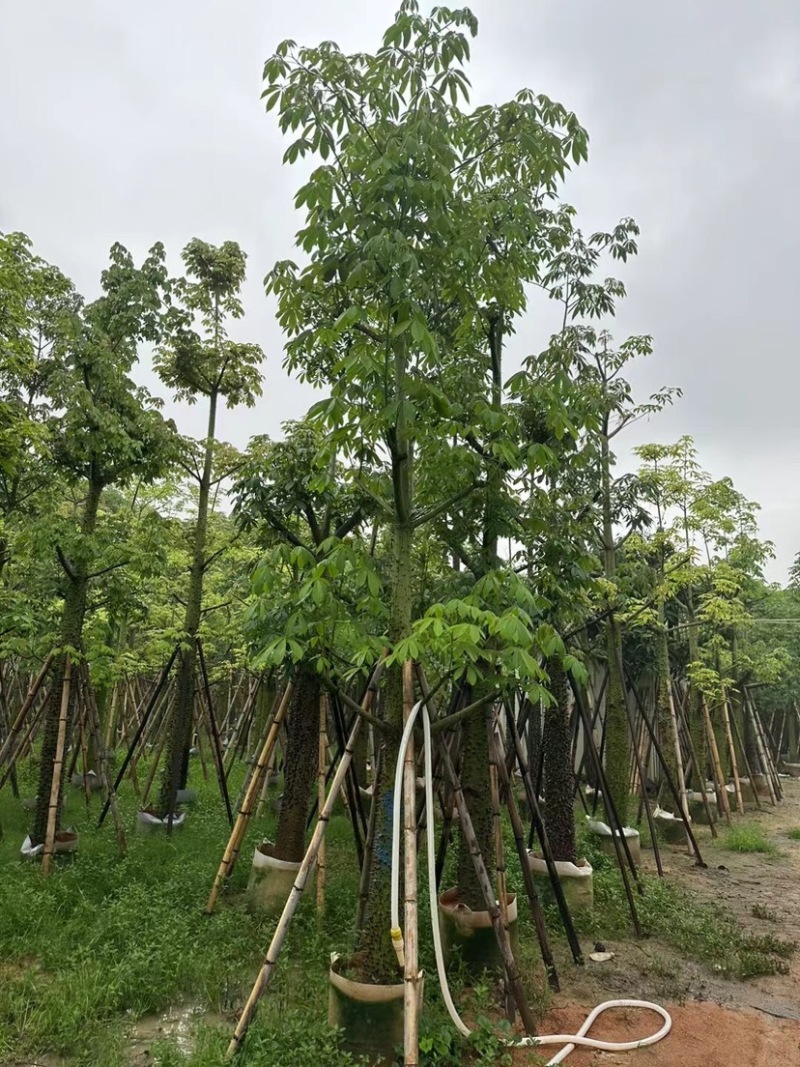 美人树12～20公分基地直销规格齐全欢迎老板来电咨询