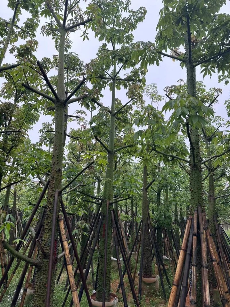 美人树12～20公分基地直销规格齐全欢迎老板来电咨询