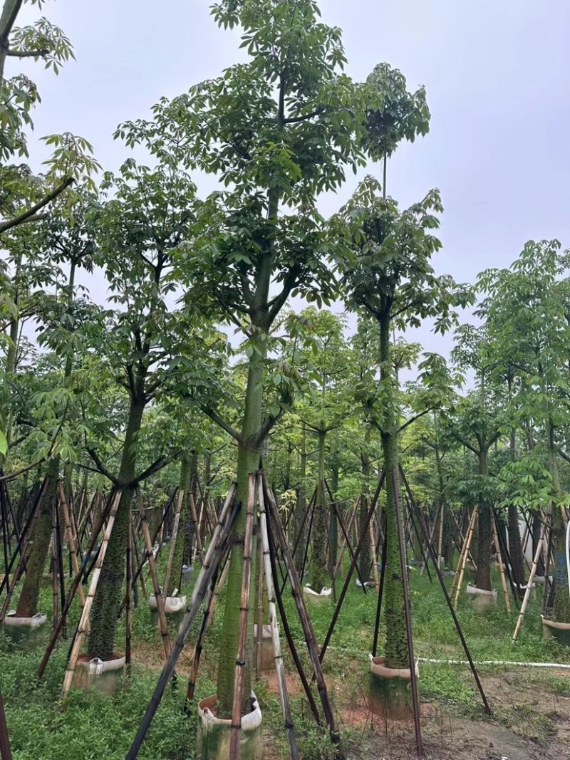 美人树12～20公分基地直销规格齐全欢迎老板来电咨询