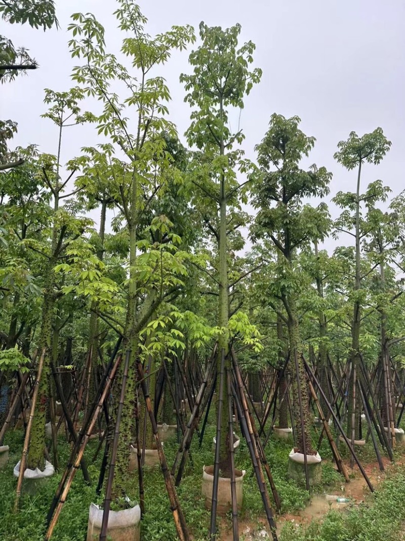 美人树12～20公分基地直销规格齐全欢迎老板来电咨询