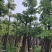 美人树12～20公分基地直销规格齐全欢迎老板来电咨询