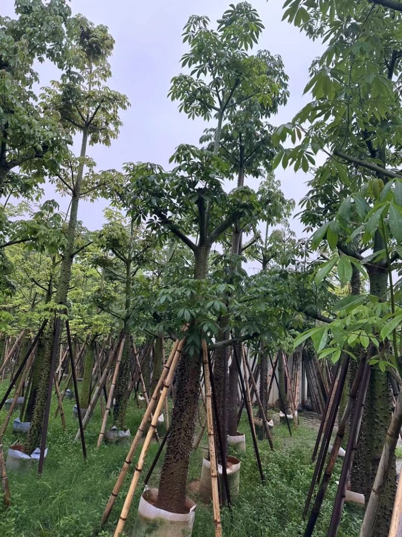 美人树12～20公分基地直销规格齐全欢迎老板来电咨询