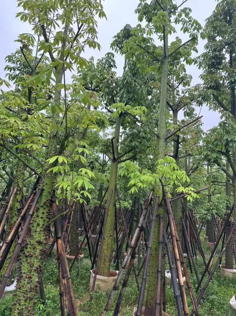 美人树12～20公分基地直销规格齐全欢迎老板来电咨询