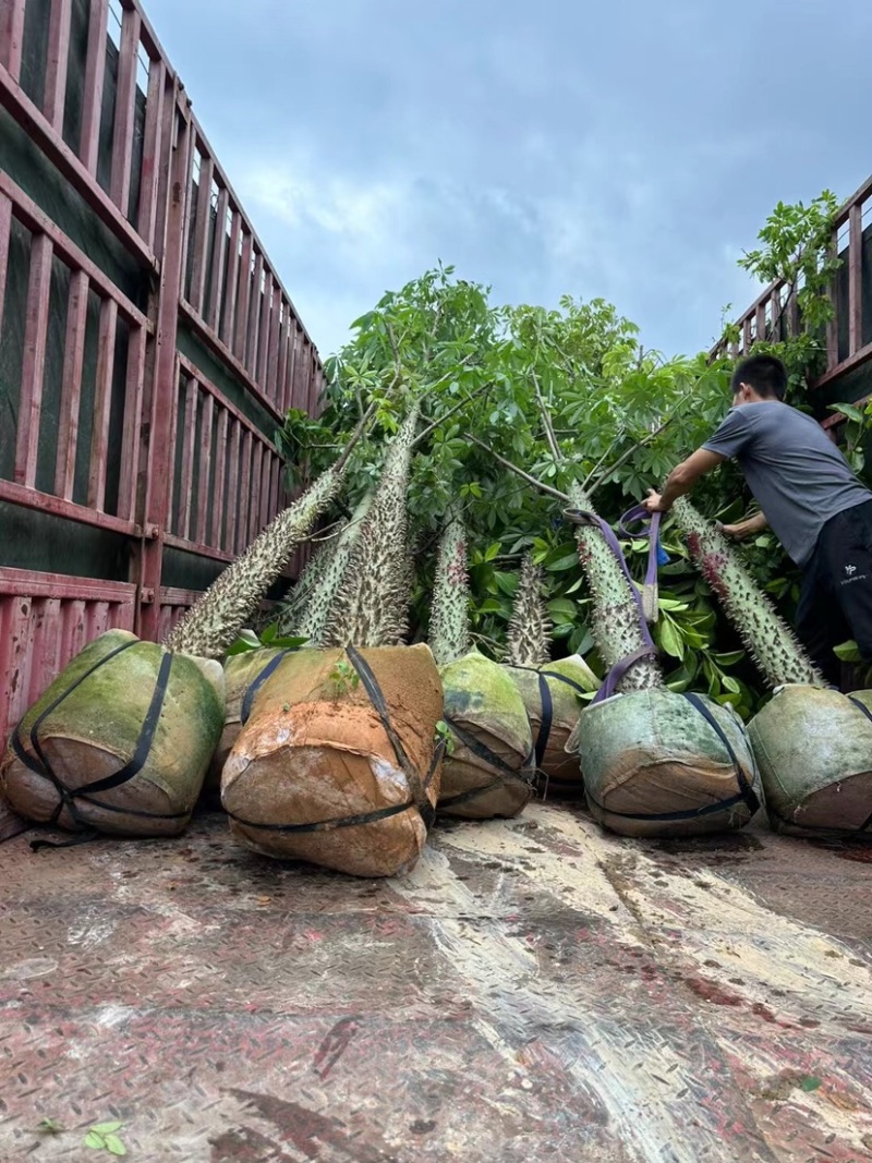 美人树12～20公分基地直销规格齐全欢迎老板来电咨询
