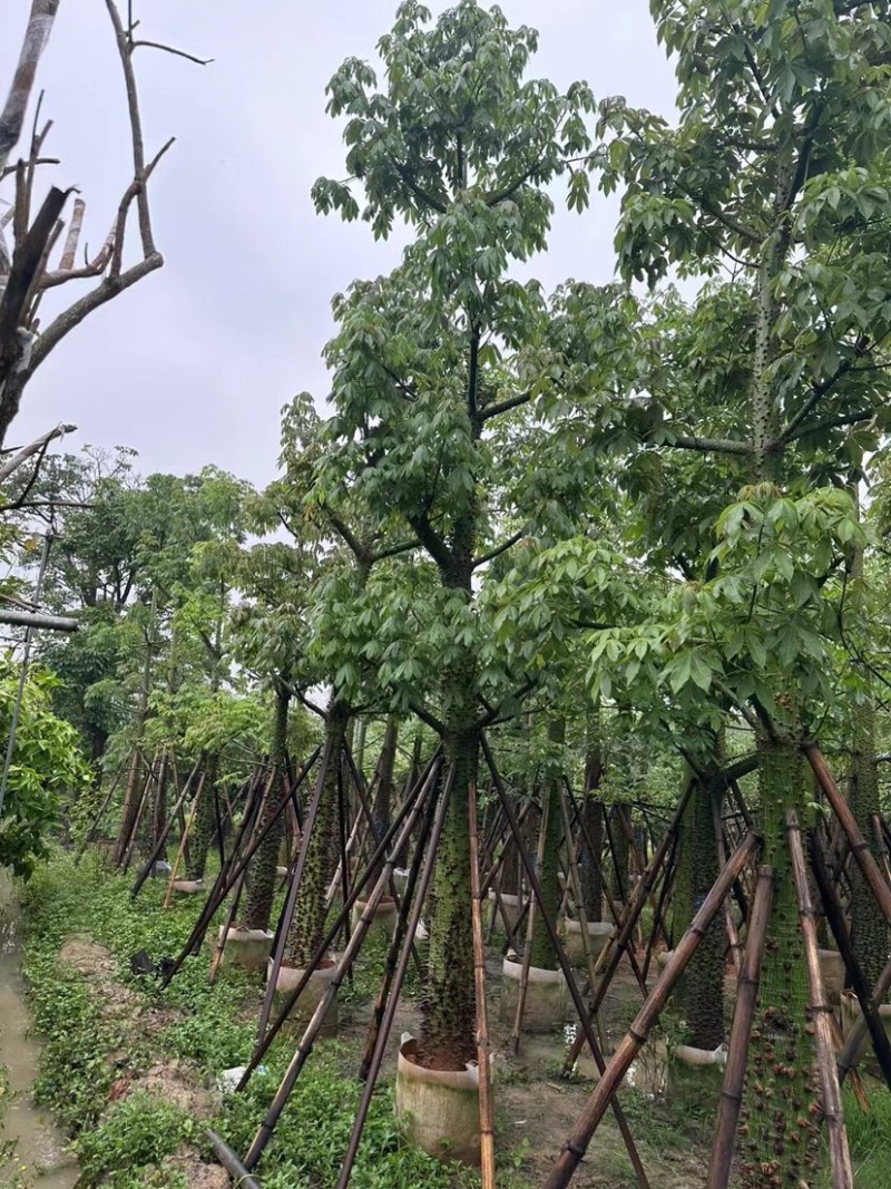 美人树12～20公分基地直销规格齐全欢迎老板来电咨询