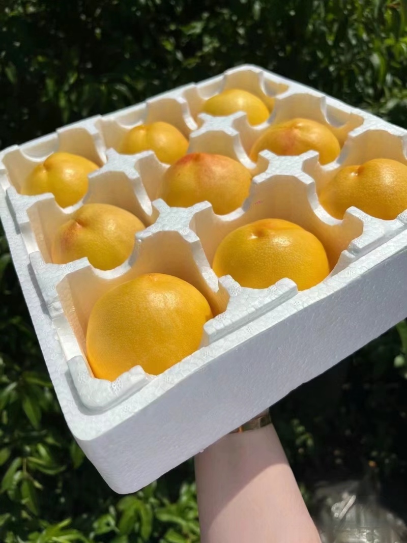 黄金蜜桃河北黄桃大量上市现摘现卖农户自销发全国