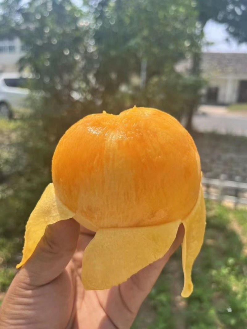 黄金蜜桃河北黄桃大量上市现摘现卖农户自销发全国