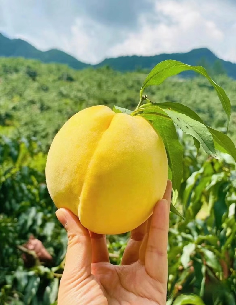 黄金蜜桃河北黄桃大量上市现摘现卖农户自销发全国