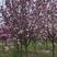 陕西紫玉兰，六到十公分，树形优美，保证质量，欢迎选购