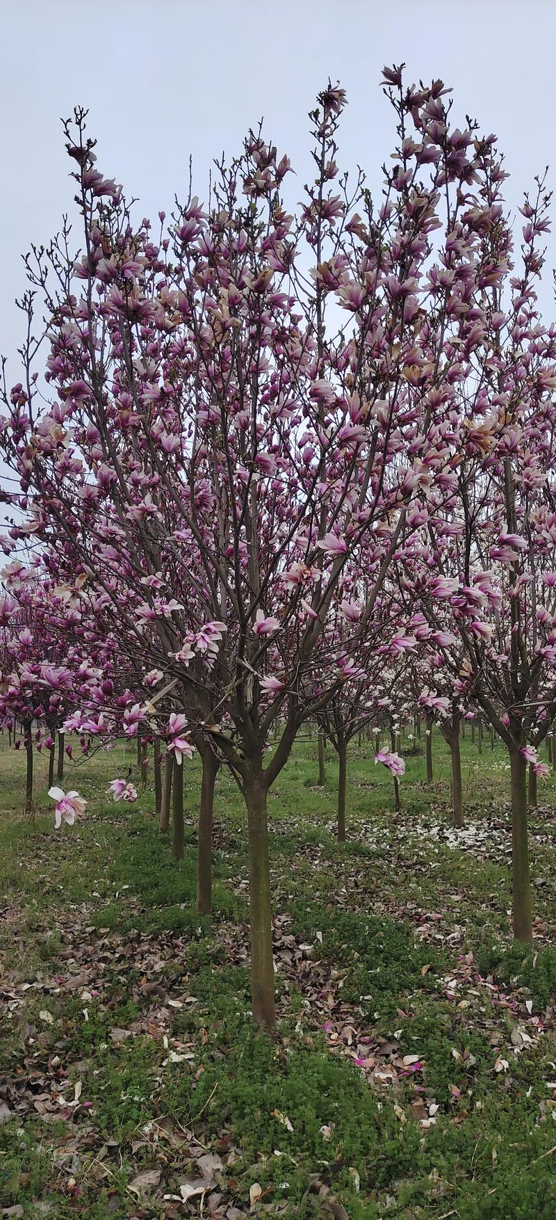 陕西紫玉兰，六到十公分，树形优美，保证质量，欢迎选购