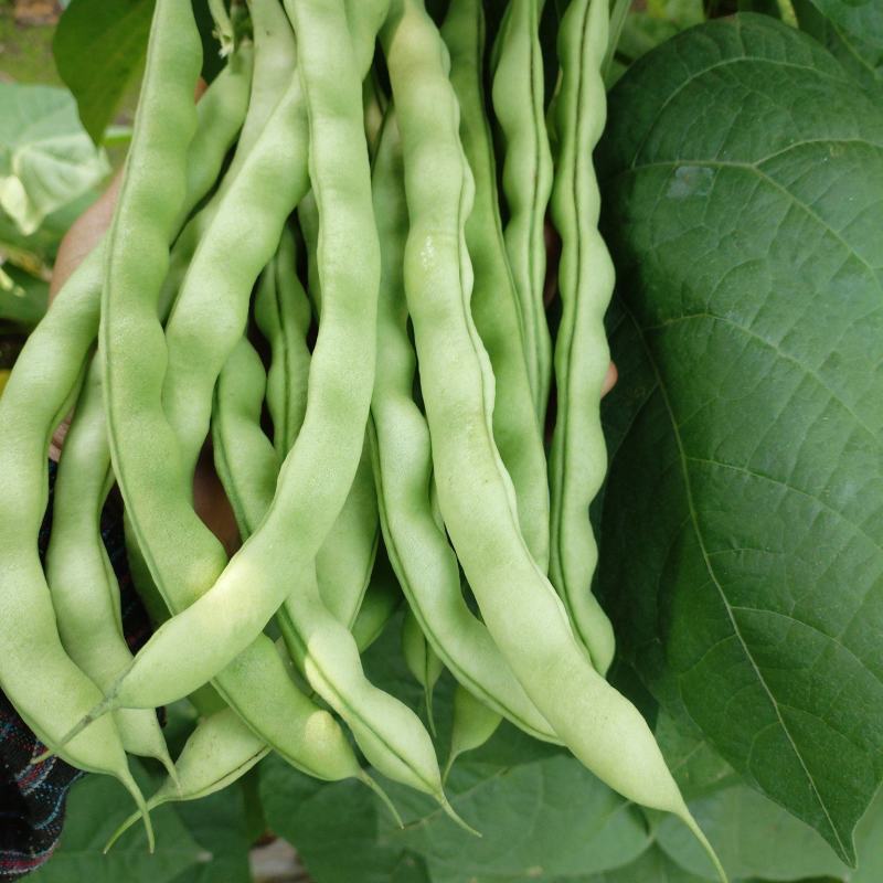 价廉物美的大青豆欢迎老板定购