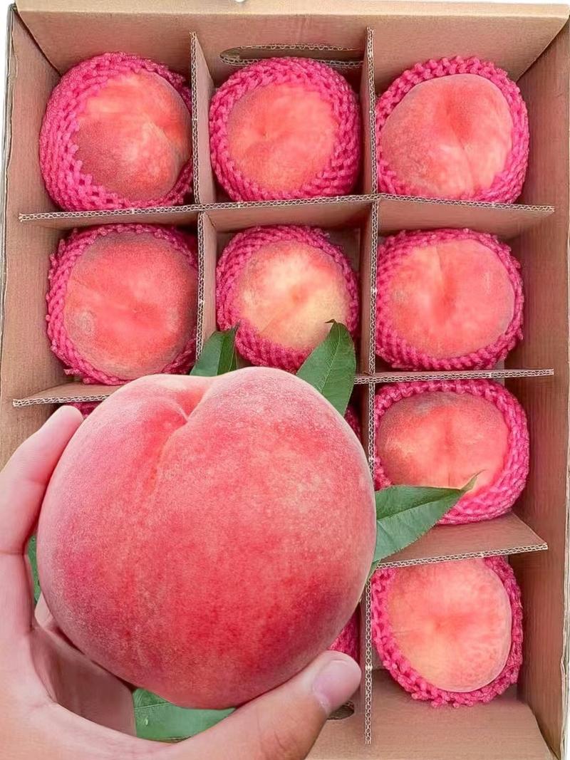 红梅水蜜桃河北桃子大量上市现摘现发规格齐全
