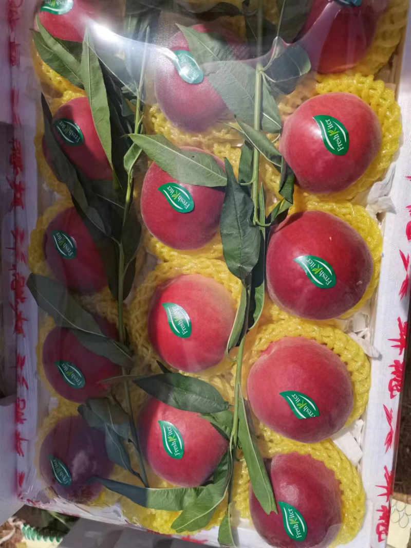 红梅水蜜桃河北桃子大量上市现摘现发规格齐全