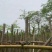 红花楹树3～10公分基地直销规格齐全欢迎老板来电咨询