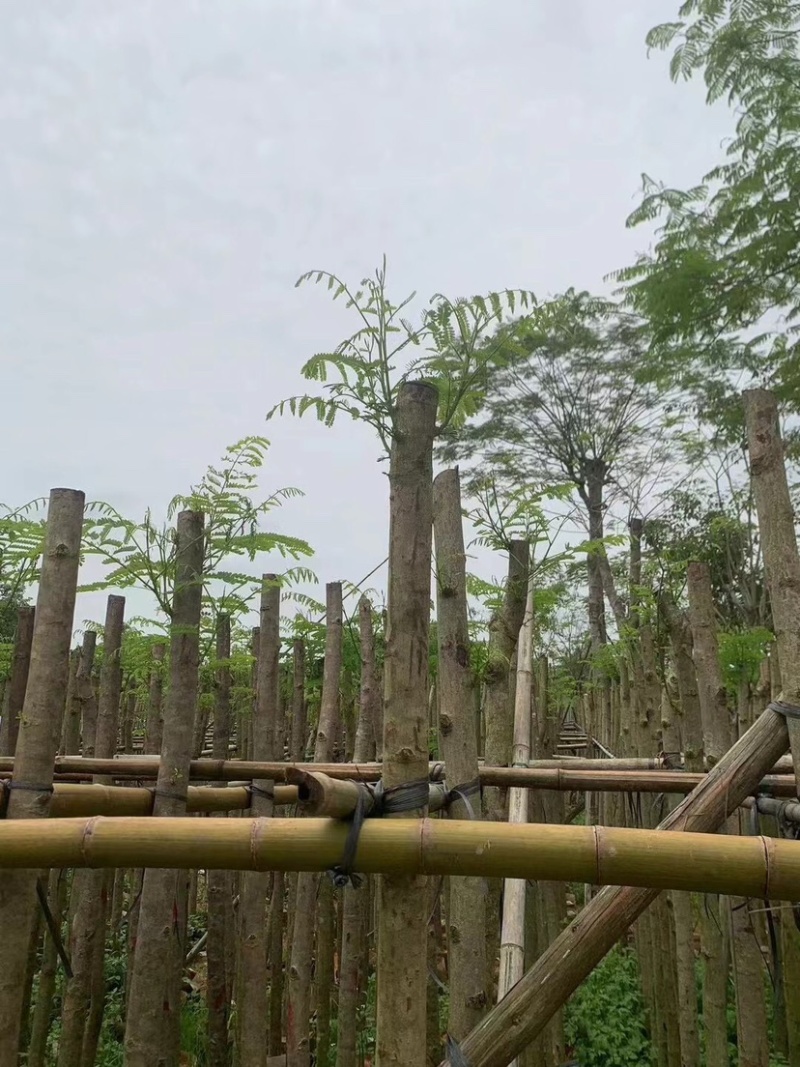 红花楹树3～10公分基地直销规格齐全欢迎老板来电咨询