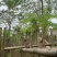 红花楹树3～10公分基地直销规格齐全欢迎老板来电咨询