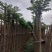 光杆火焰木3～10公分基地直销规格齐全欢迎老板来电