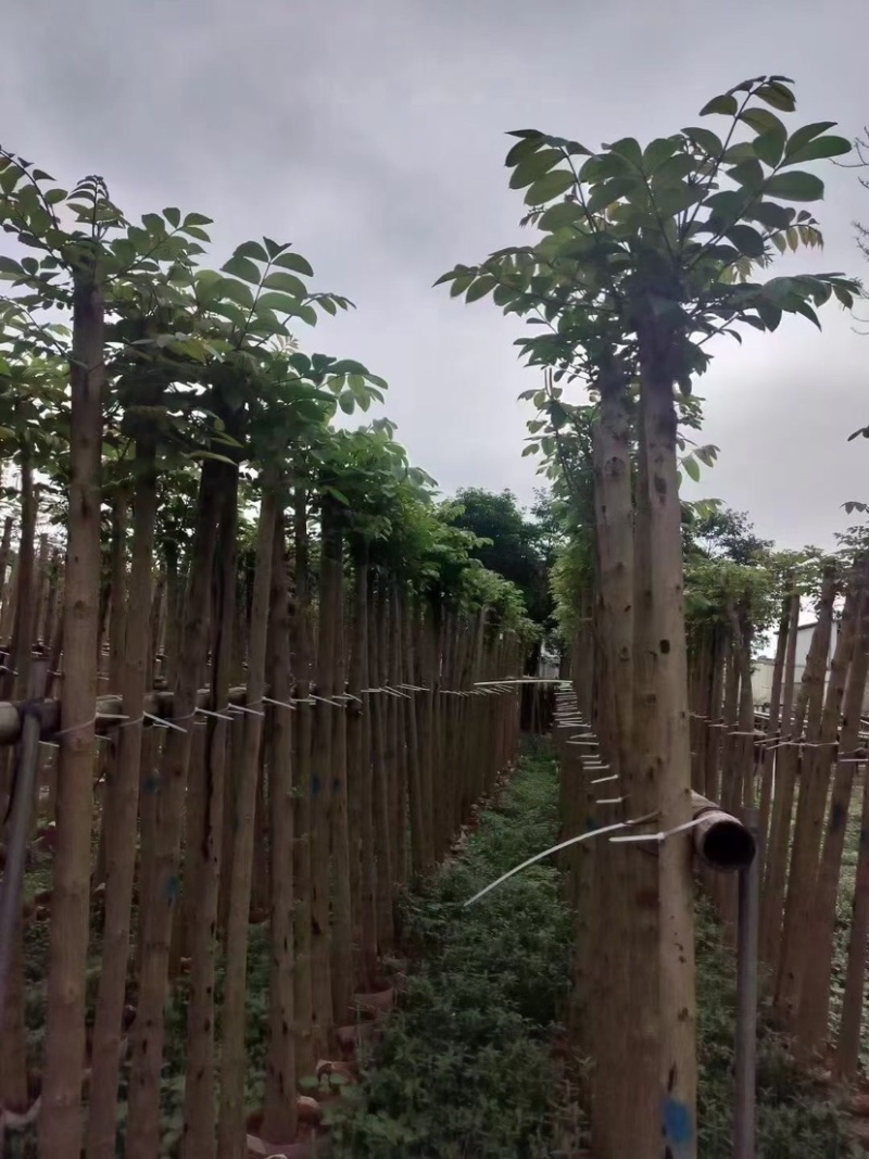 光杆火焰木3～10公分基地直销规格齐全欢迎老板来电