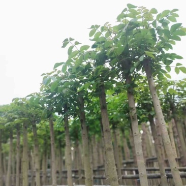 光杆火焰木3～10公分基地直销规格齐全欢迎老板来电