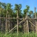 秋枫5～15公分基地直销规格齐全欢迎老板来电咨询合作