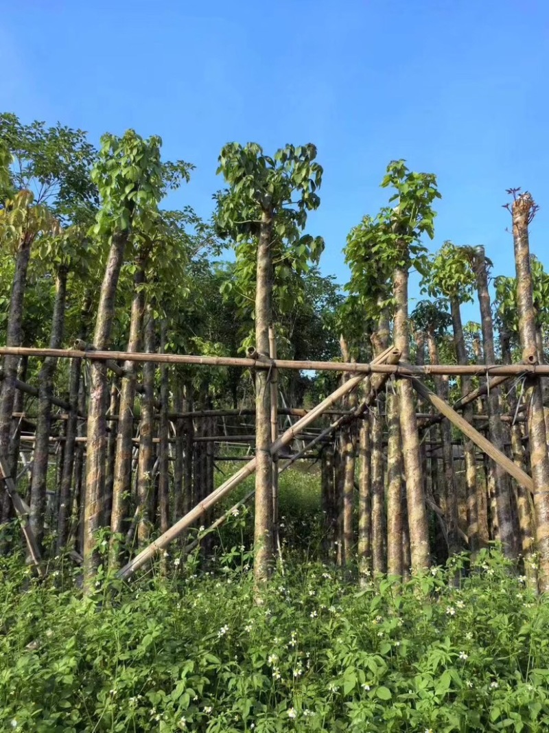 秋枫5～15公分基地直销规格齐全欢迎老板来电咨询合作