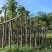 秋枫5～15公分基地直销规格齐全欢迎老板来电咨询合作