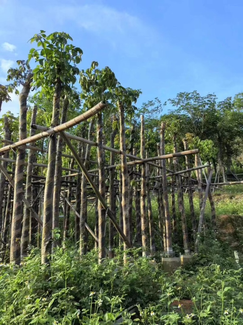 秋枫5～15公分基地直销规格齐全欢迎老板来电咨询合作