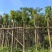 秋枫5～15公分基地直销规格齐全欢迎老板来电咨询合作