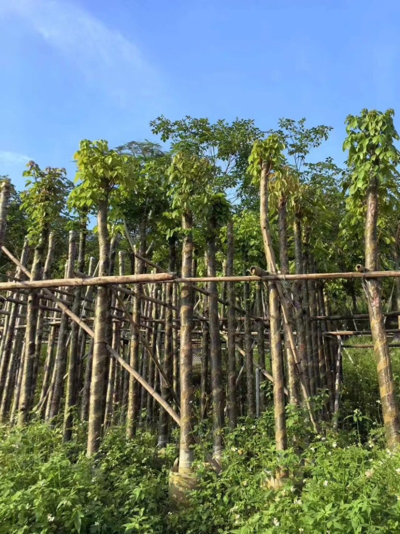 秋枫5～15公分基地直销规格齐全欢迎老板来电咨询合作