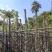 秋枫5～15公分基地直销规格齐全欢迎老板来电咨询合作