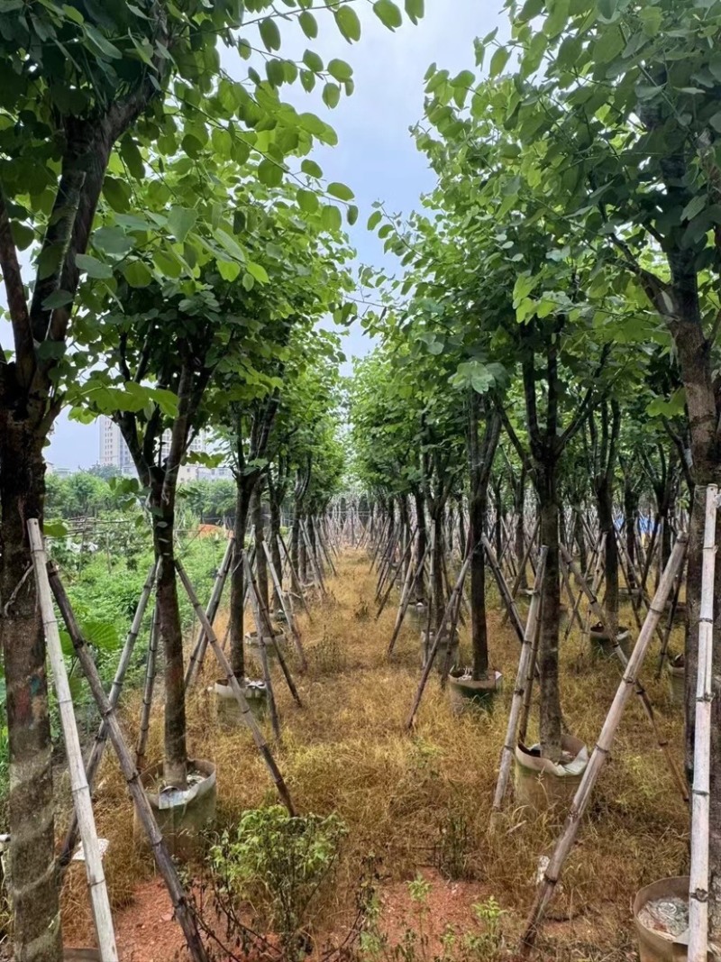 宫粉紫荆10～15公分基地直销规格齐全欢迎老板来电