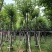 宫粉紫荆10～15公分基地直销规格齐全欢迎老板来电