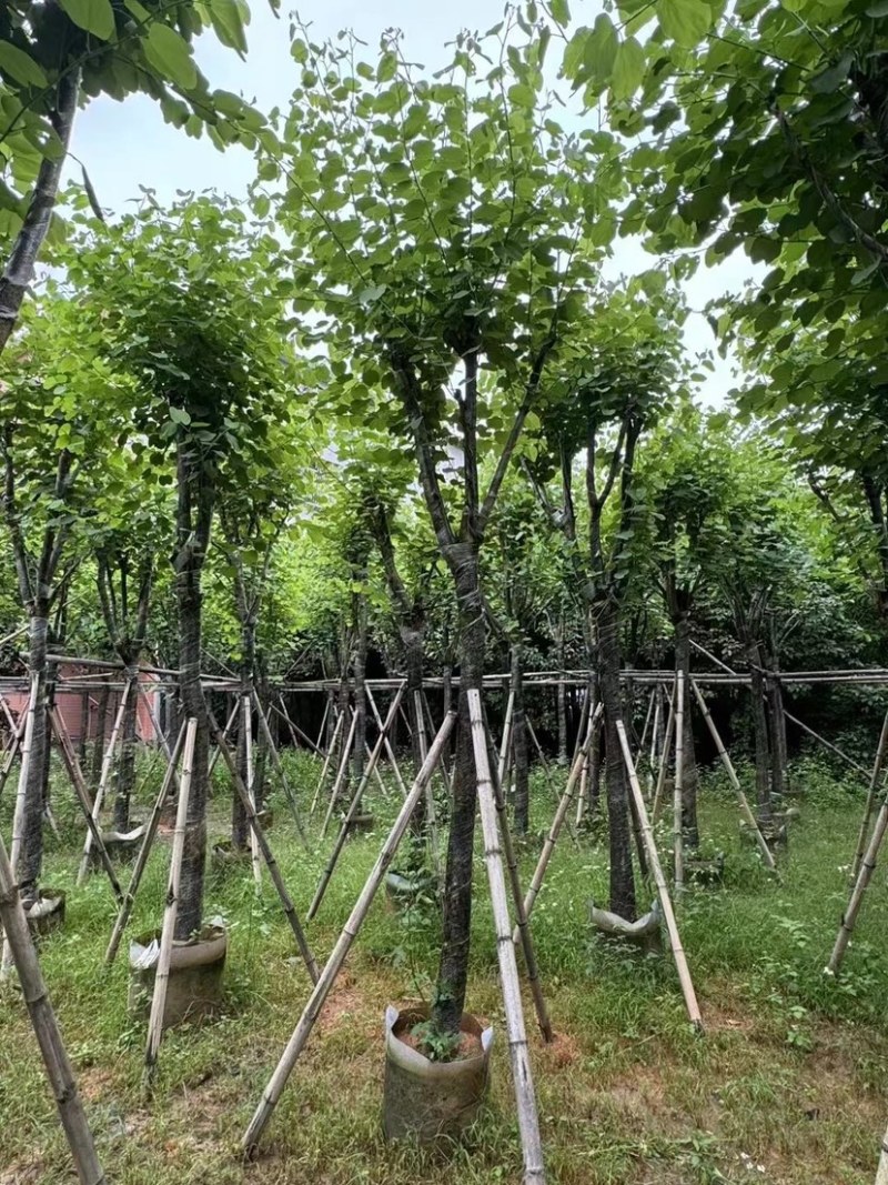 宫粉紫荆10～15公分基地直销规格齐全欢迎老板来电