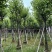 宫粉紫荆10～15公分基地直销规格齐全欢迎老板来电