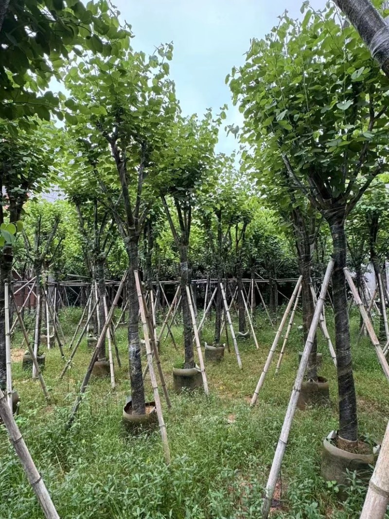 宫粉紫荆10～15公分基地直销规格齐全欢迎老板来电