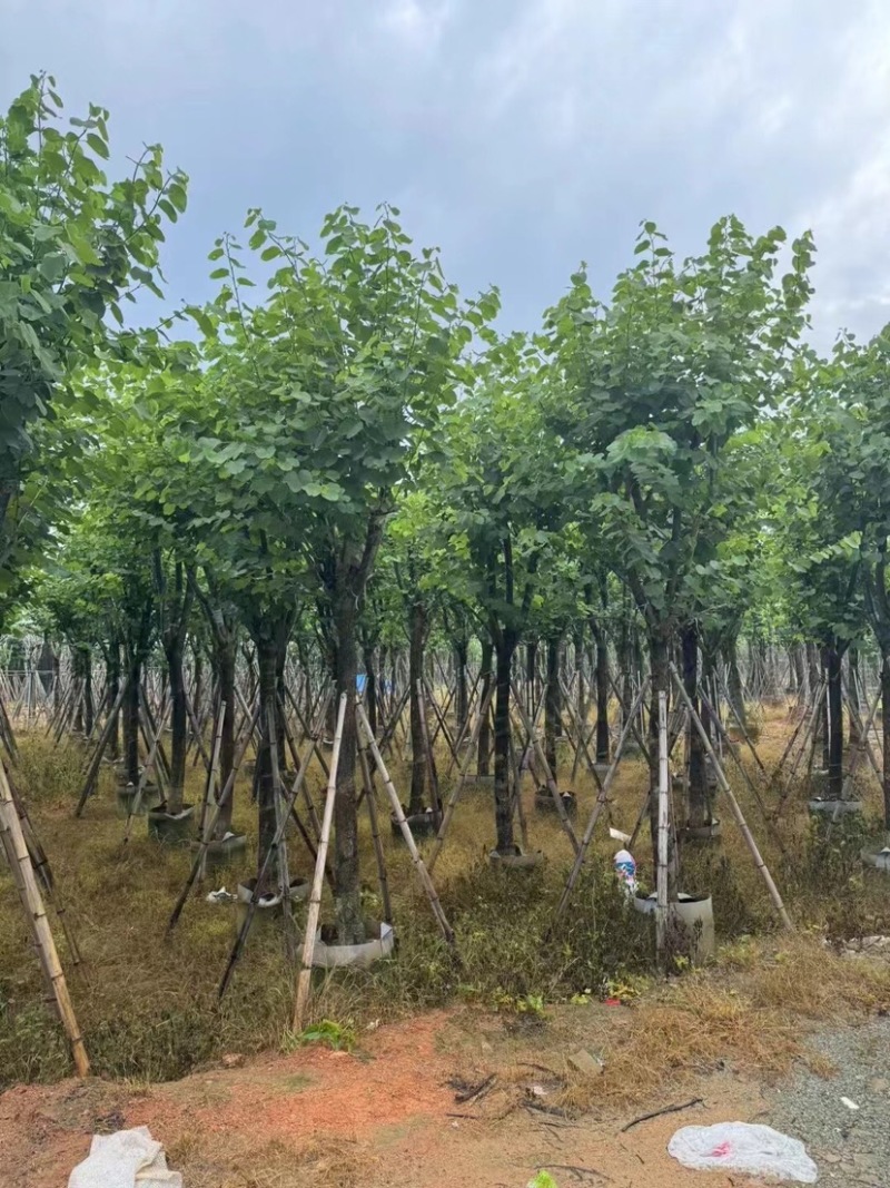 宫粉紫荆10～15公分基地直销规格齐全欢迎老板来电