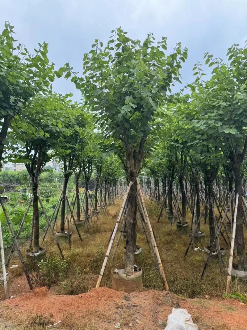 宫粉紫荆10～15公分基地直销规格齐全欢迎老板来电