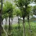 宫粉紫荆10～15公分基地直销规格齐全欢迎老板来电