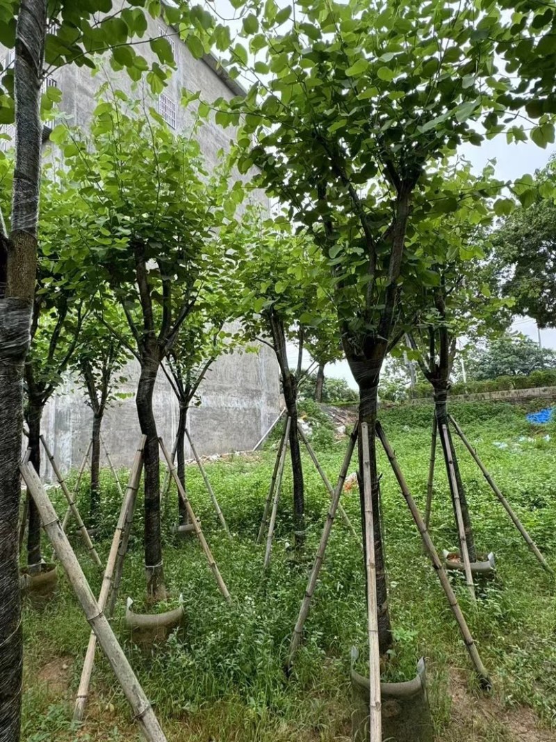 宫粉紫荆10～15公分基地直销规格齐全欢迎老板来电