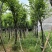 宫粉紫荆10～15公分基地直销规格齐全欢迎老板来电