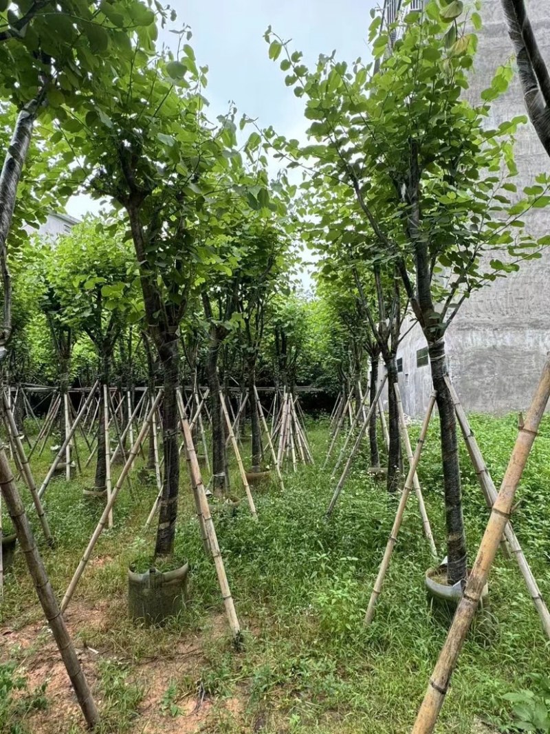 宫粉紫荆10～15公分基地直销规格齐全欢迎老板来电