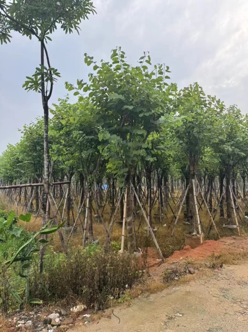 宫粉紫荆10～15公分基地直销规格齐全欢迎老板来电