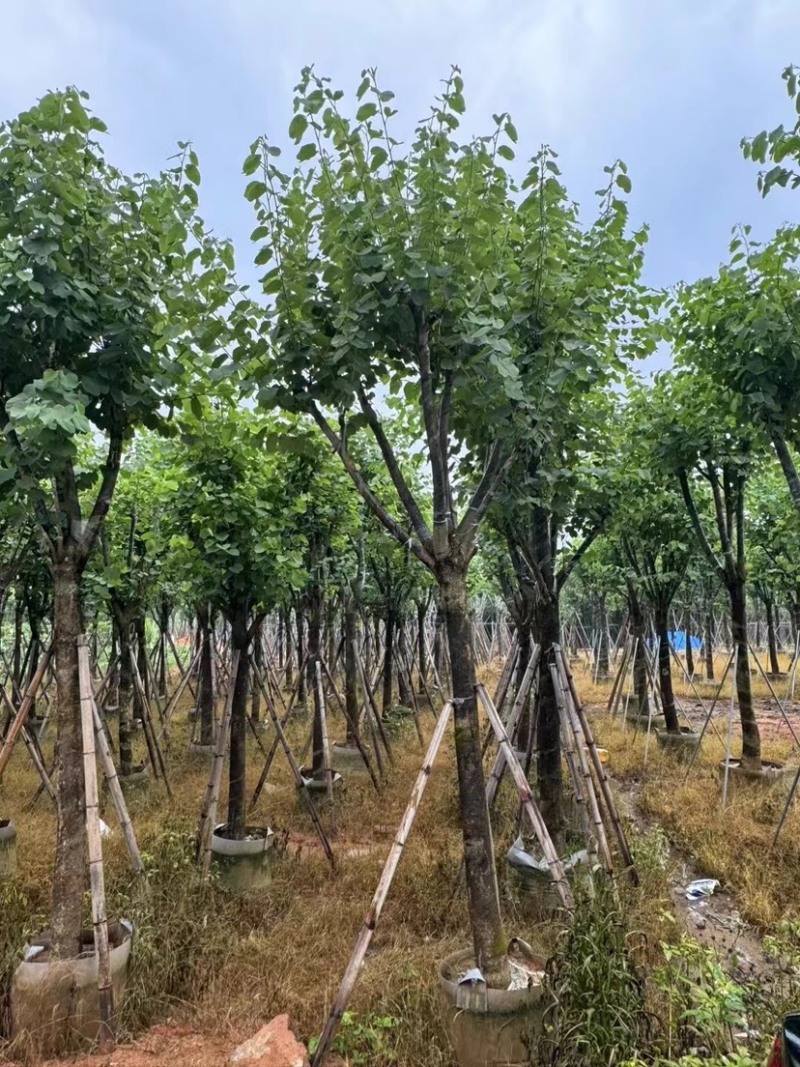 宫粉紫荆10～15公分基地直销规格齐全欢迎老板来电