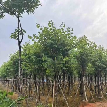 宫粉紫荆10～15公分基地直销规格齐全欢迎老板来电