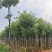 宫粉紫荆10～15公分基地直销规格齐全欢迎老板来电