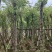 串钱柳/红钱层10～15公分基地直销规格齐全欢迎来电
