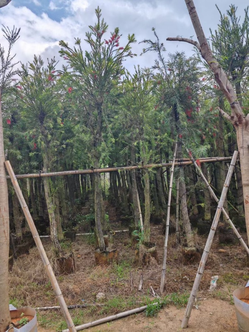 串钱柳/红钱层10～15公分基地直销规格齐全欢迎来电