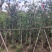 串钱柳/红钱层10～15公分基地直销规格齐全欢迎来电